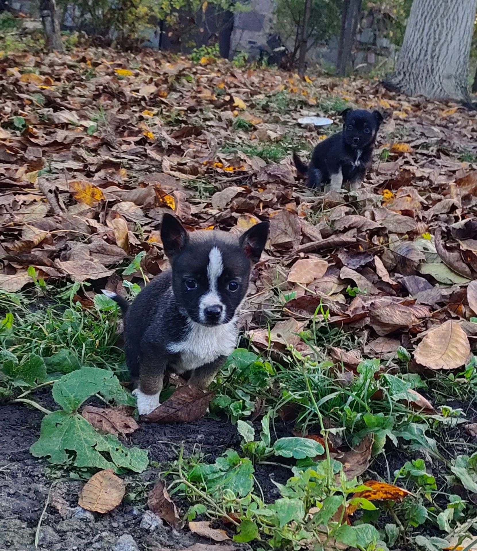 Терміново! Собаченята песики чорненькі 2 місяці