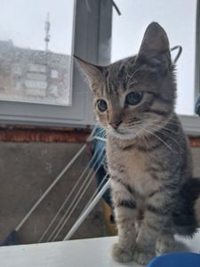 Кошеня в добрі руки хлопчик кропивницьк