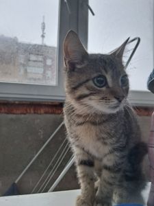 Кошеня в добрі руки хлопчик кропивницьк