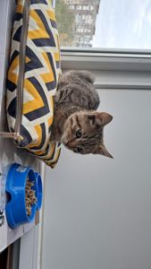 Кошеня в добрі руки хлопчик кропивницьк