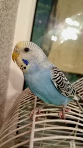 Хвилясті папуги