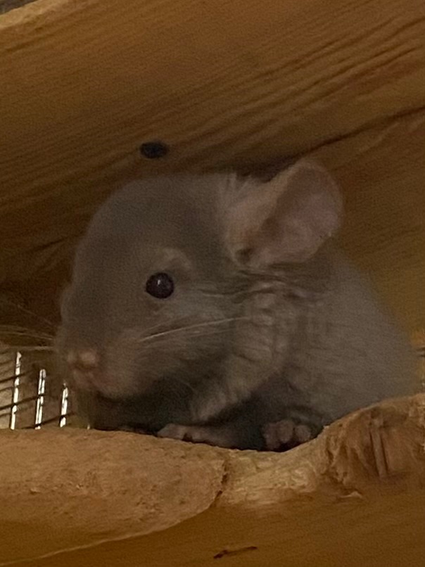 Шиншилла хлопчик