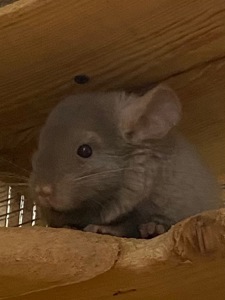 Шиншилла хлопчик