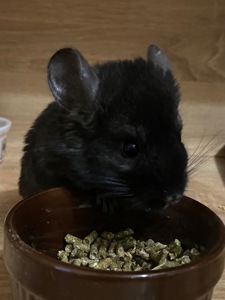 Шиншила хлопчик