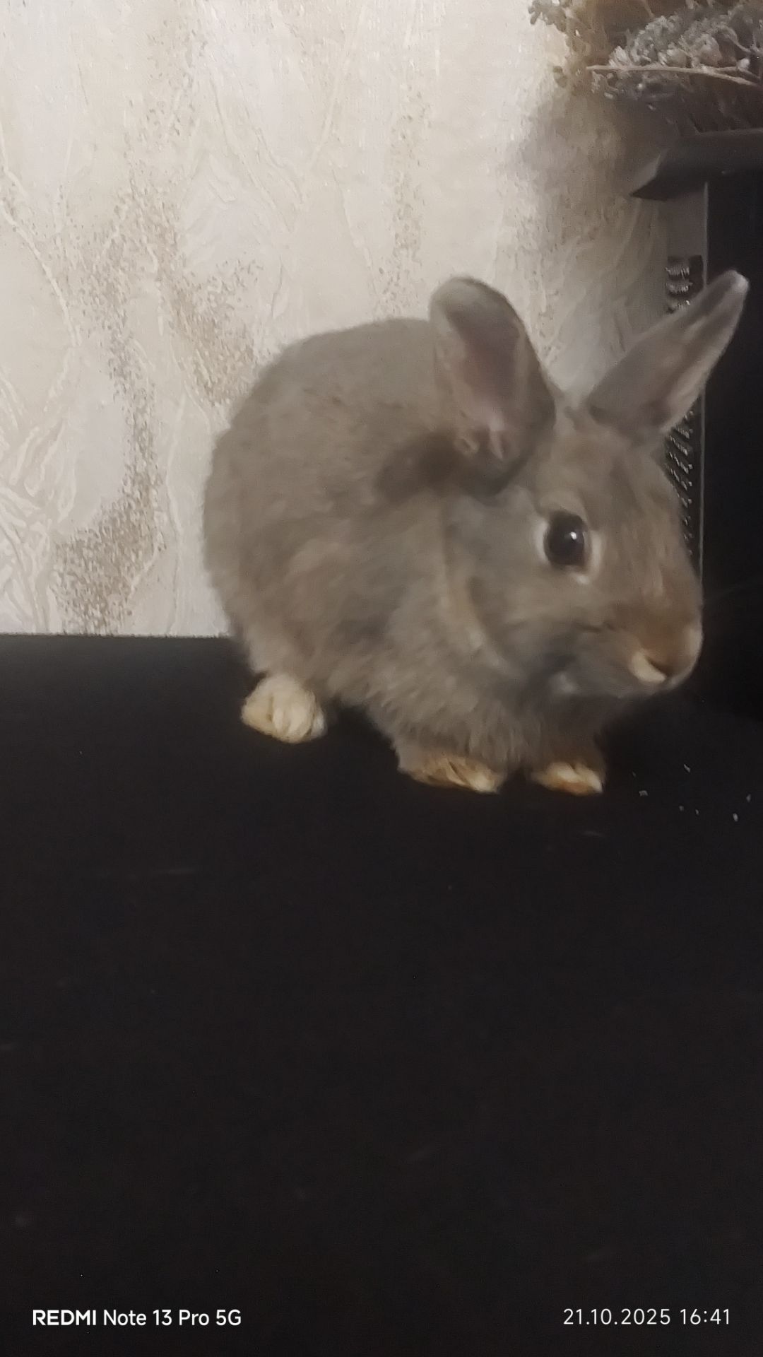 Netherland dwarf