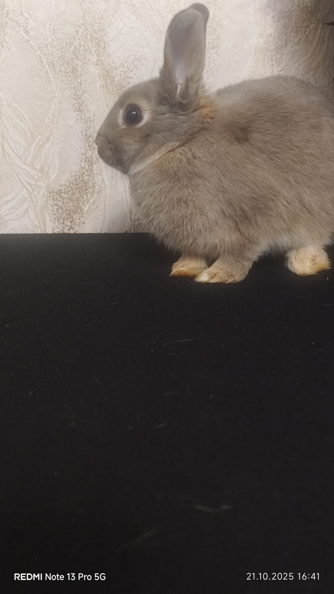 Netherland dwarf