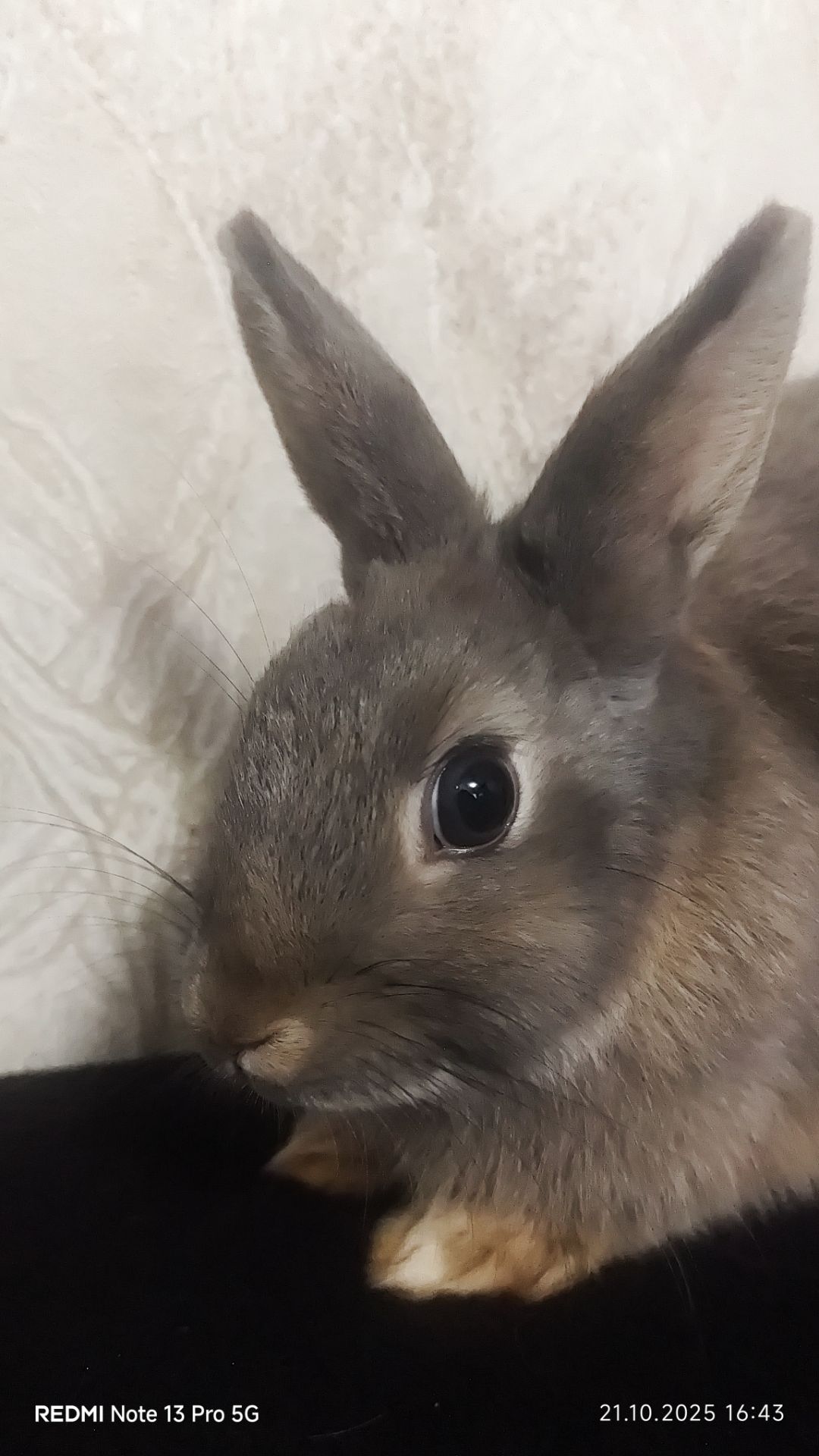 Netherland dwarf
