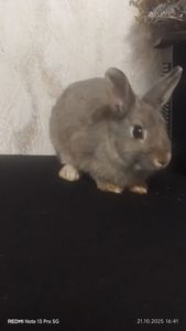 Netherland dwarf