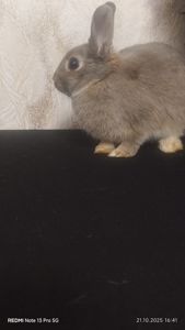 Netherland dwarf