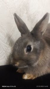 Netherland dwarf