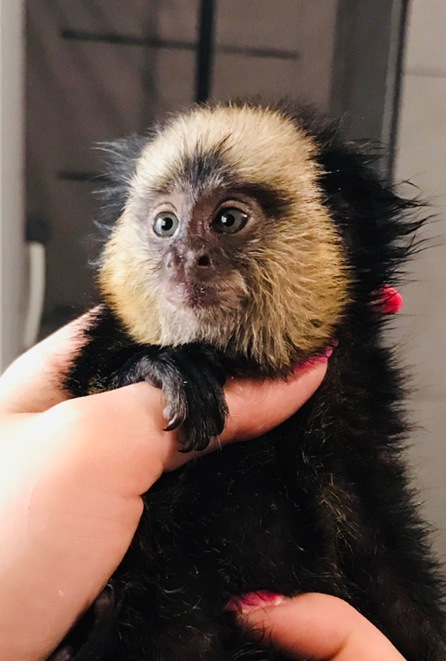 Домашняя обезьянка игрунка Жоффруа обезьяна мальчик