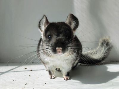 Чорний хлопчик 🖤