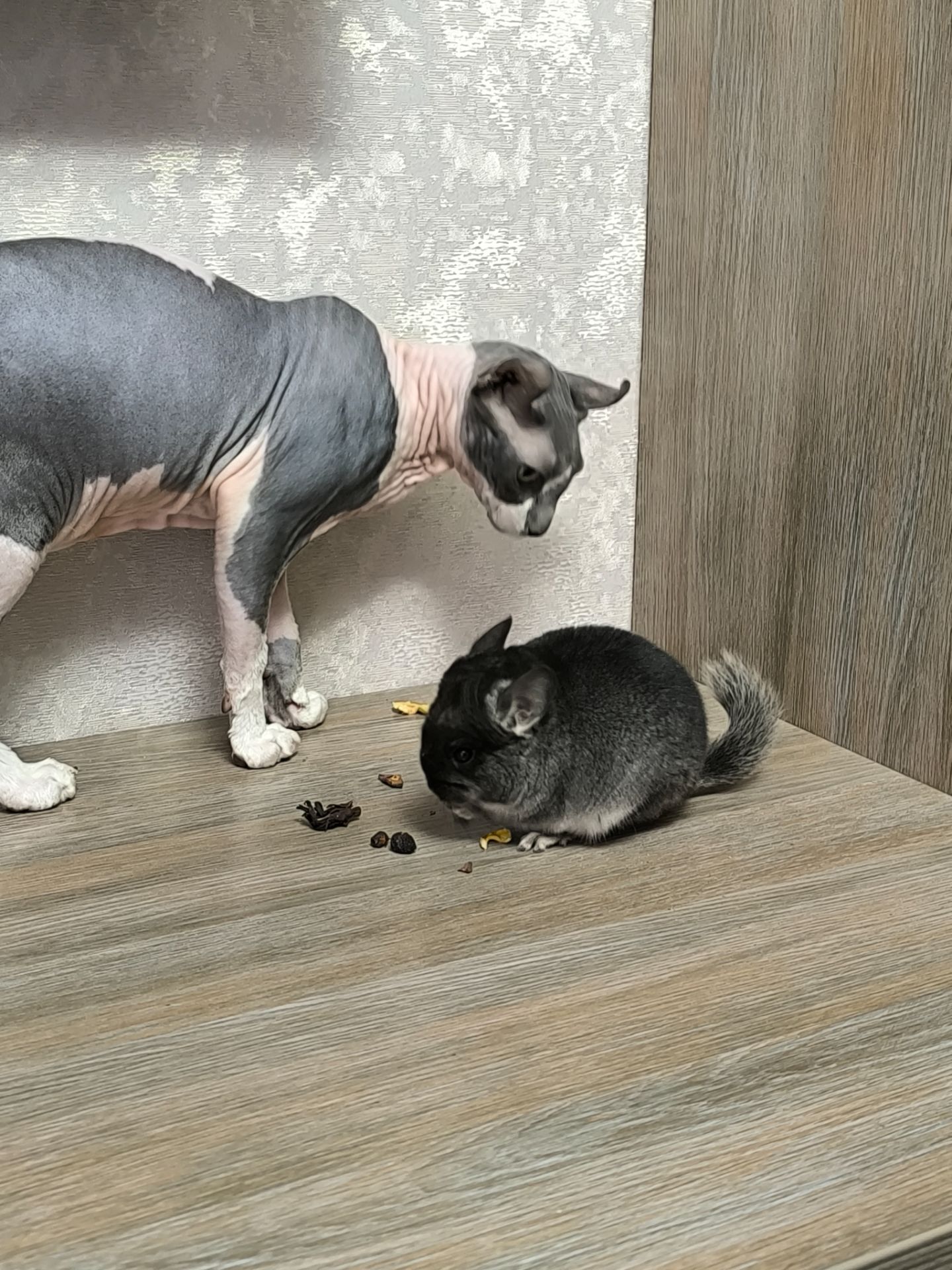 Чорний бархат хлопчик