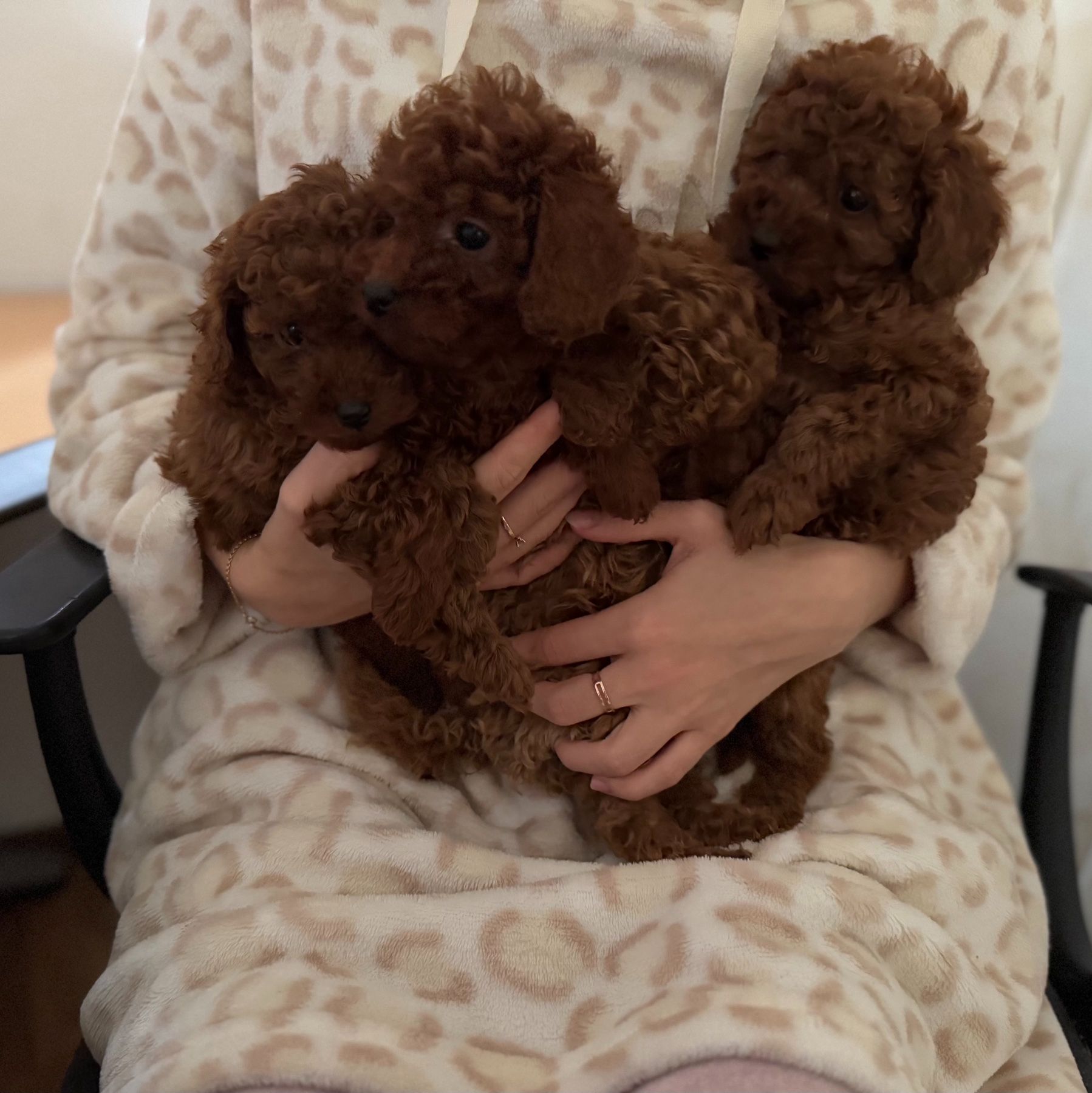 Миниатюрные мальчики той пудель тикап