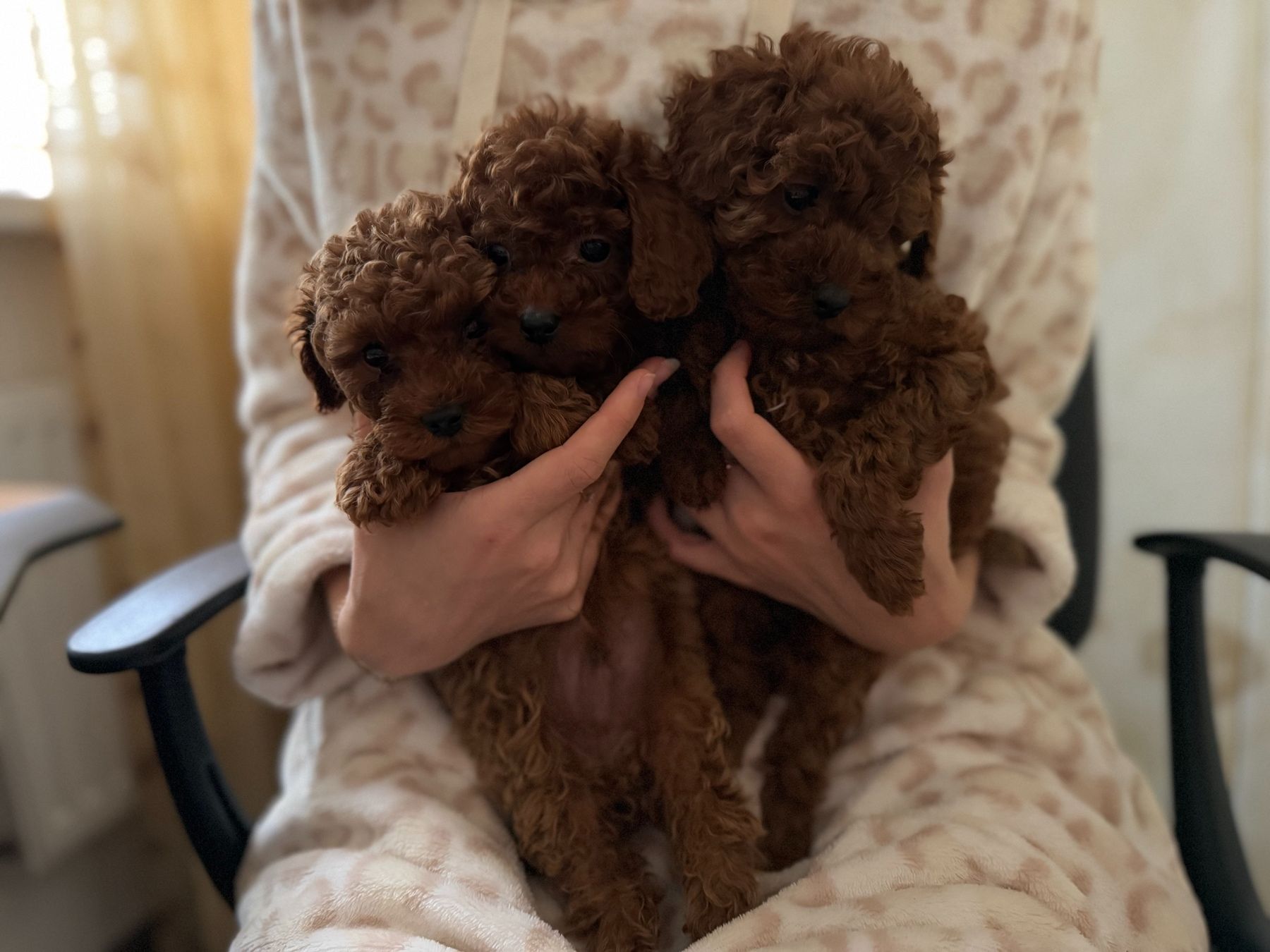 Миниатюрные мальчики той пудель тикап