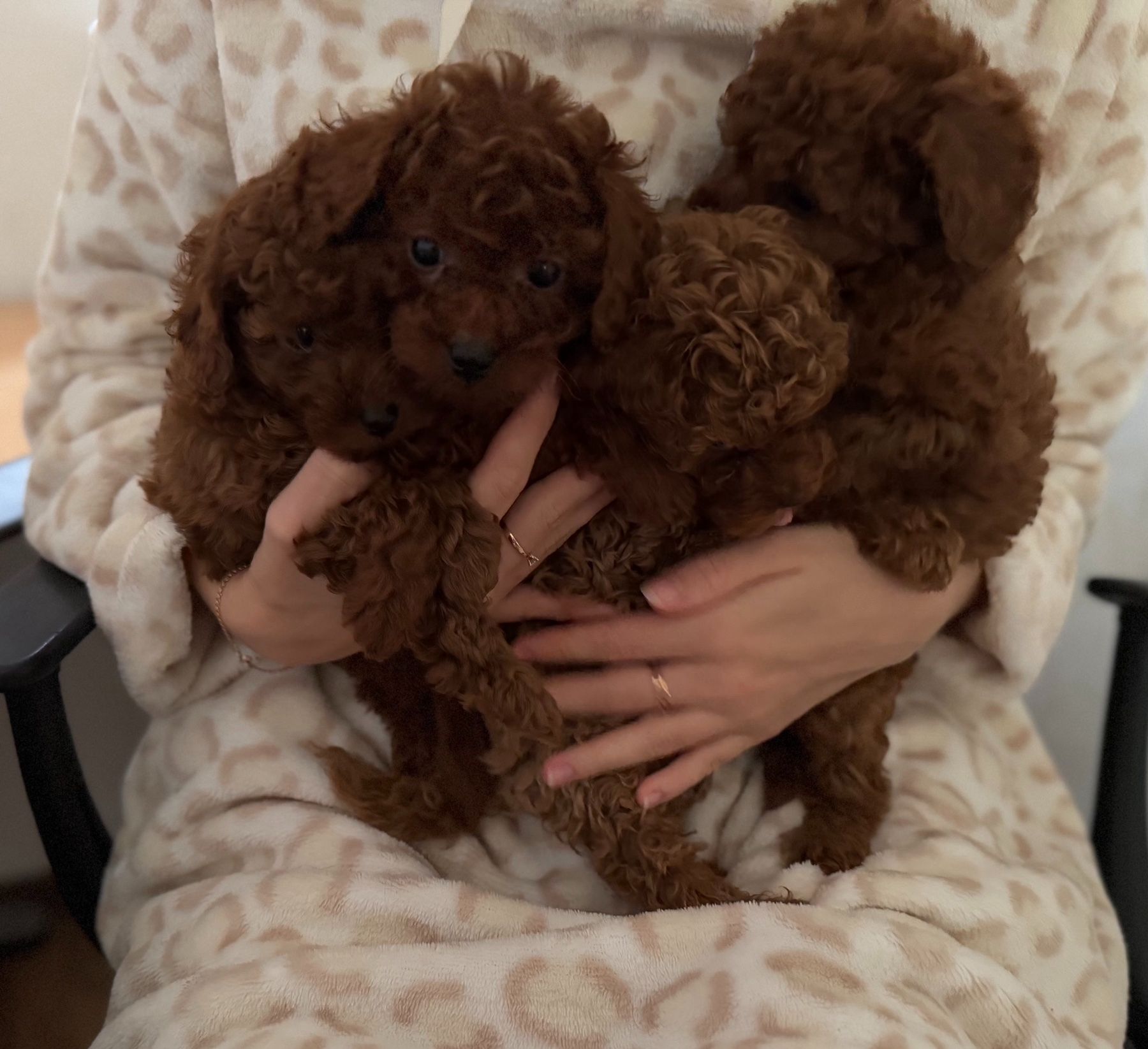 Миниатюрные мальчики той пудель тикап