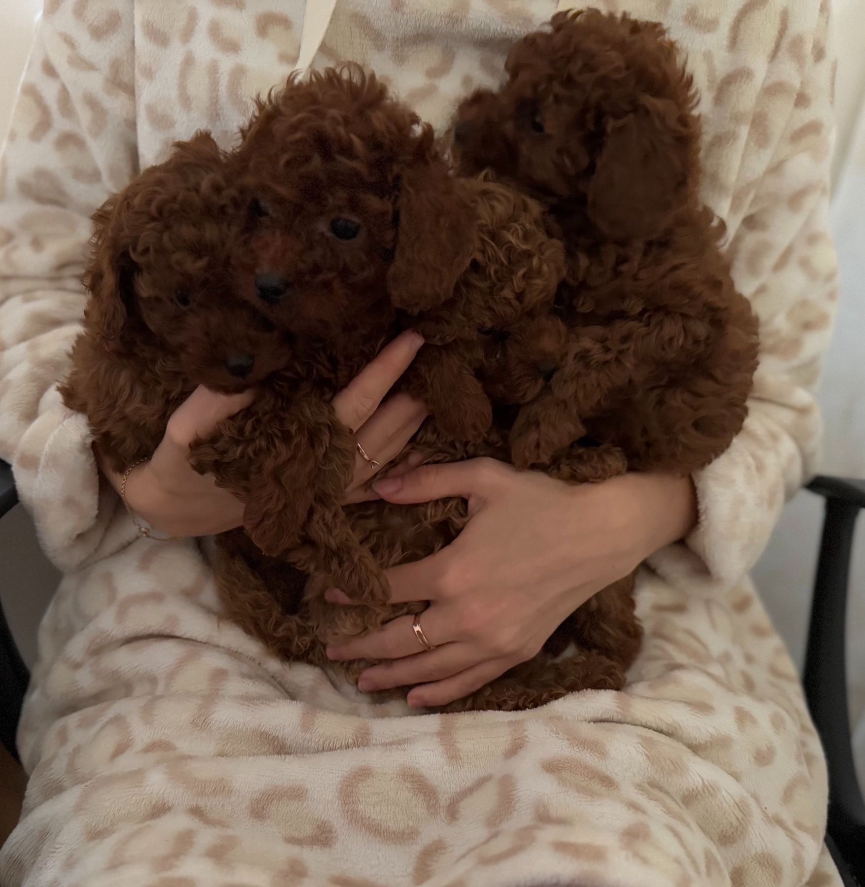 Миниатюрные мальчики той пудель тикап