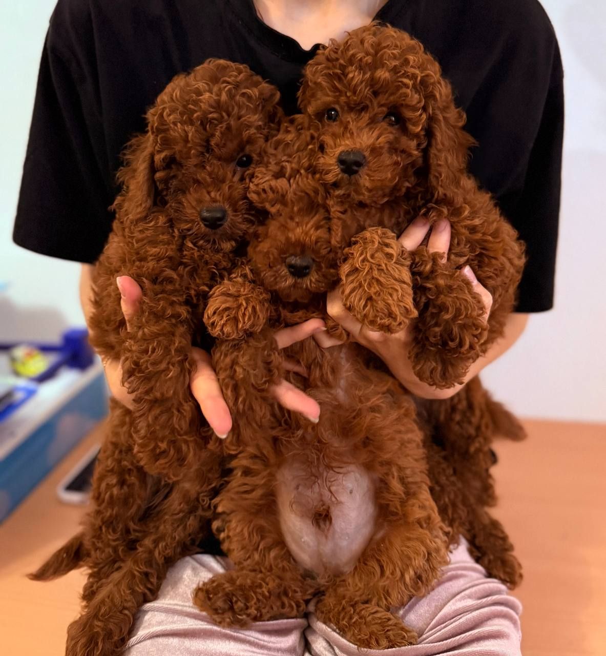 Щенки той пудель Китай