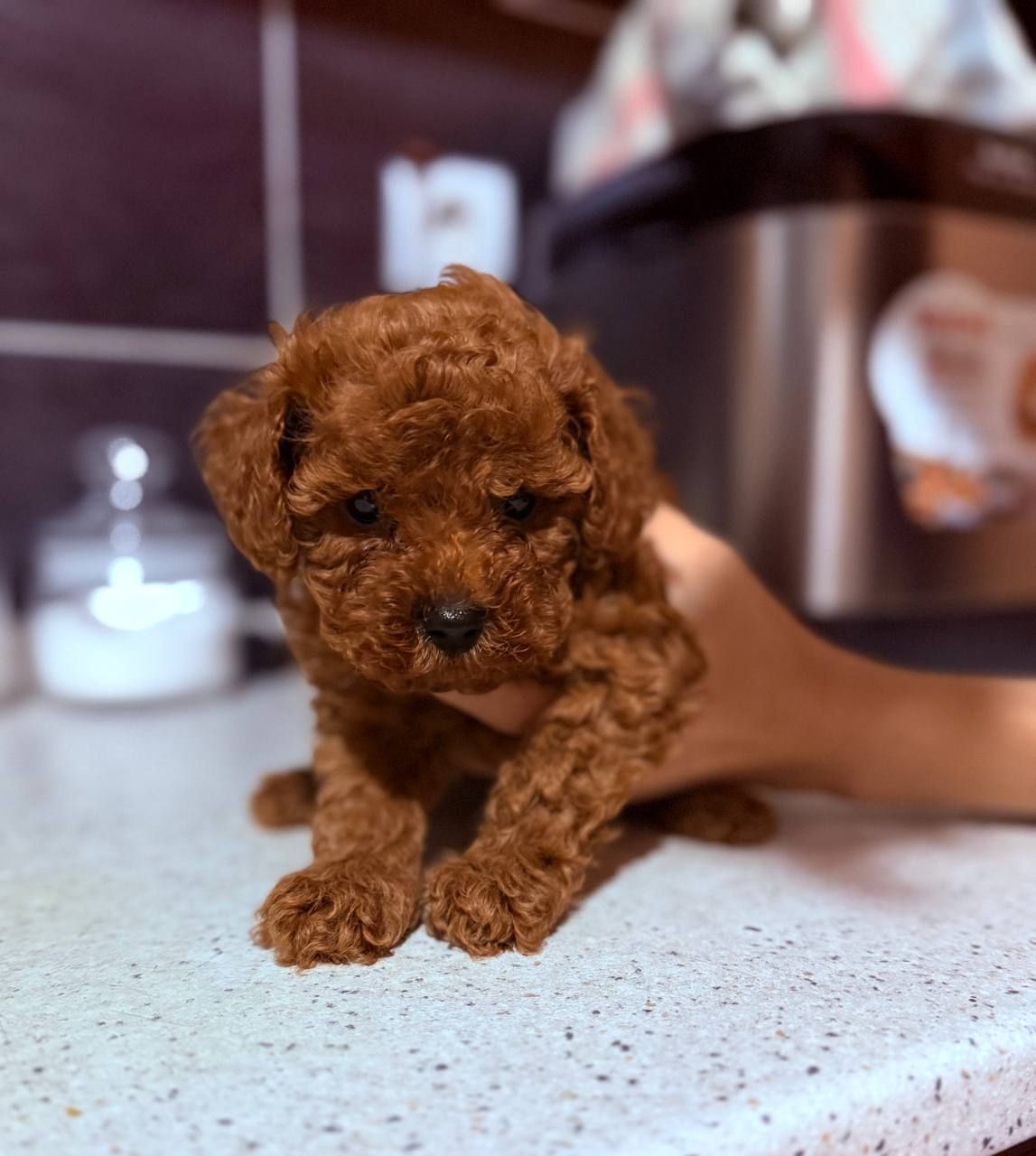 Щенки той пудель Китай