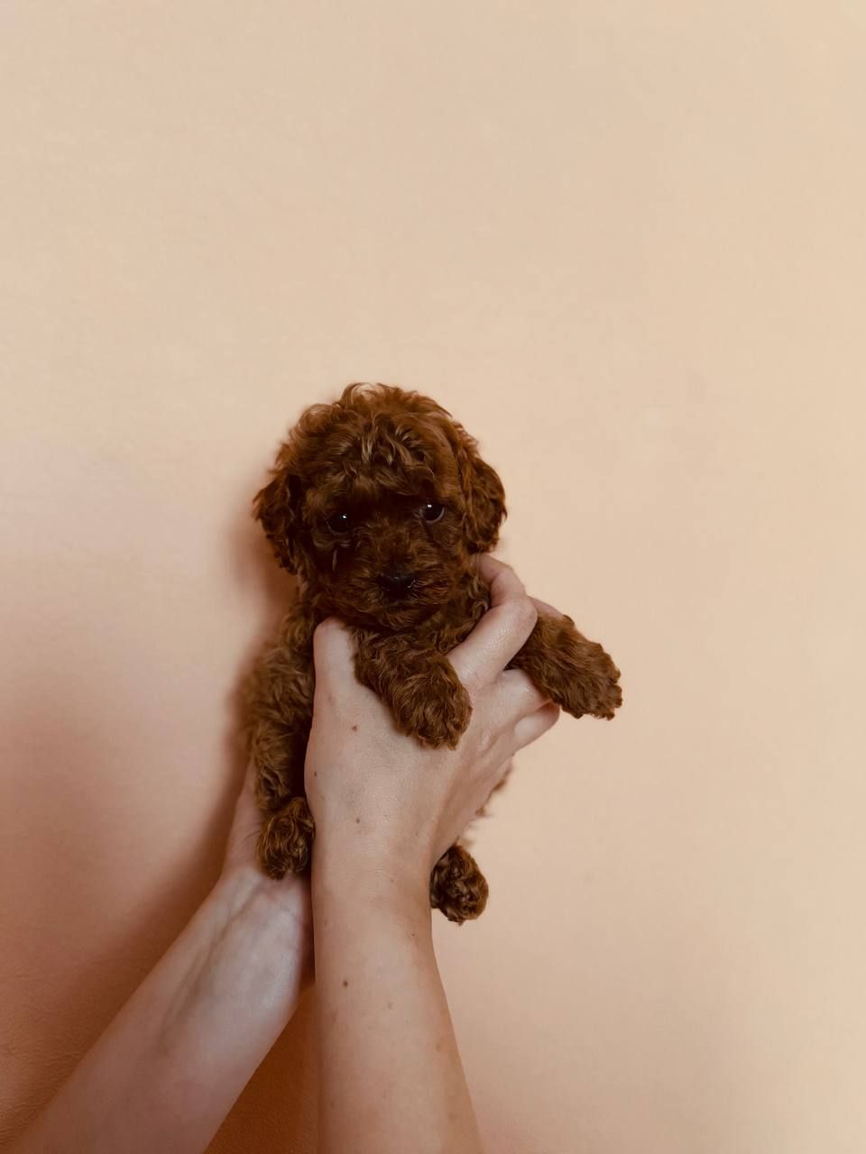 Миниатюрные мальчики той пудель тикап