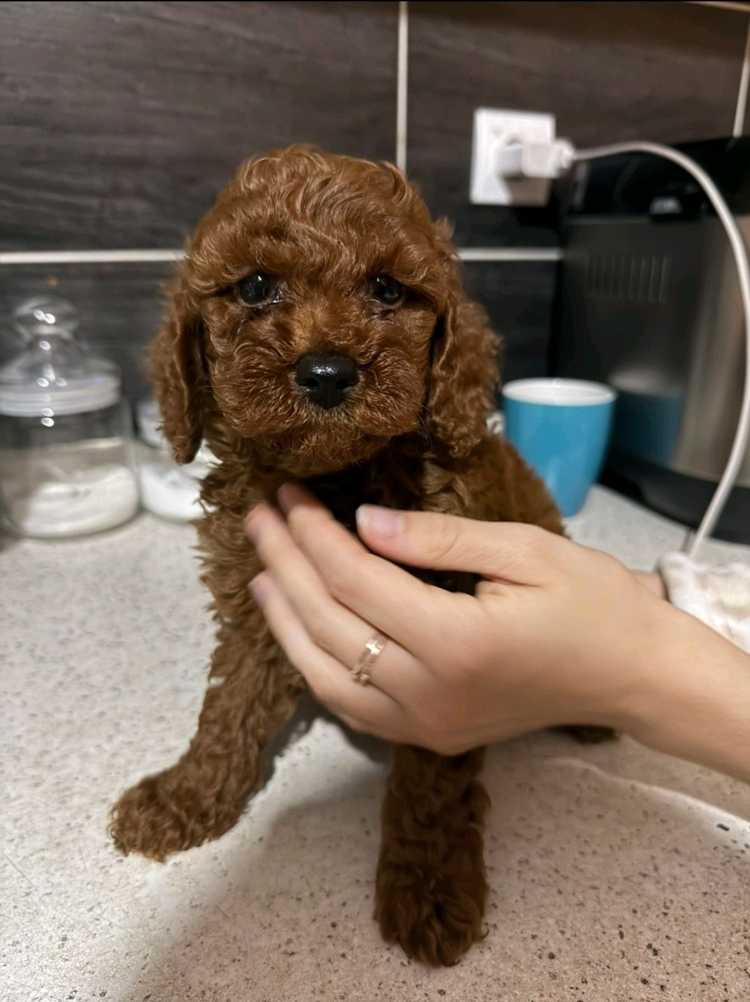 Щенки той пудель Китай