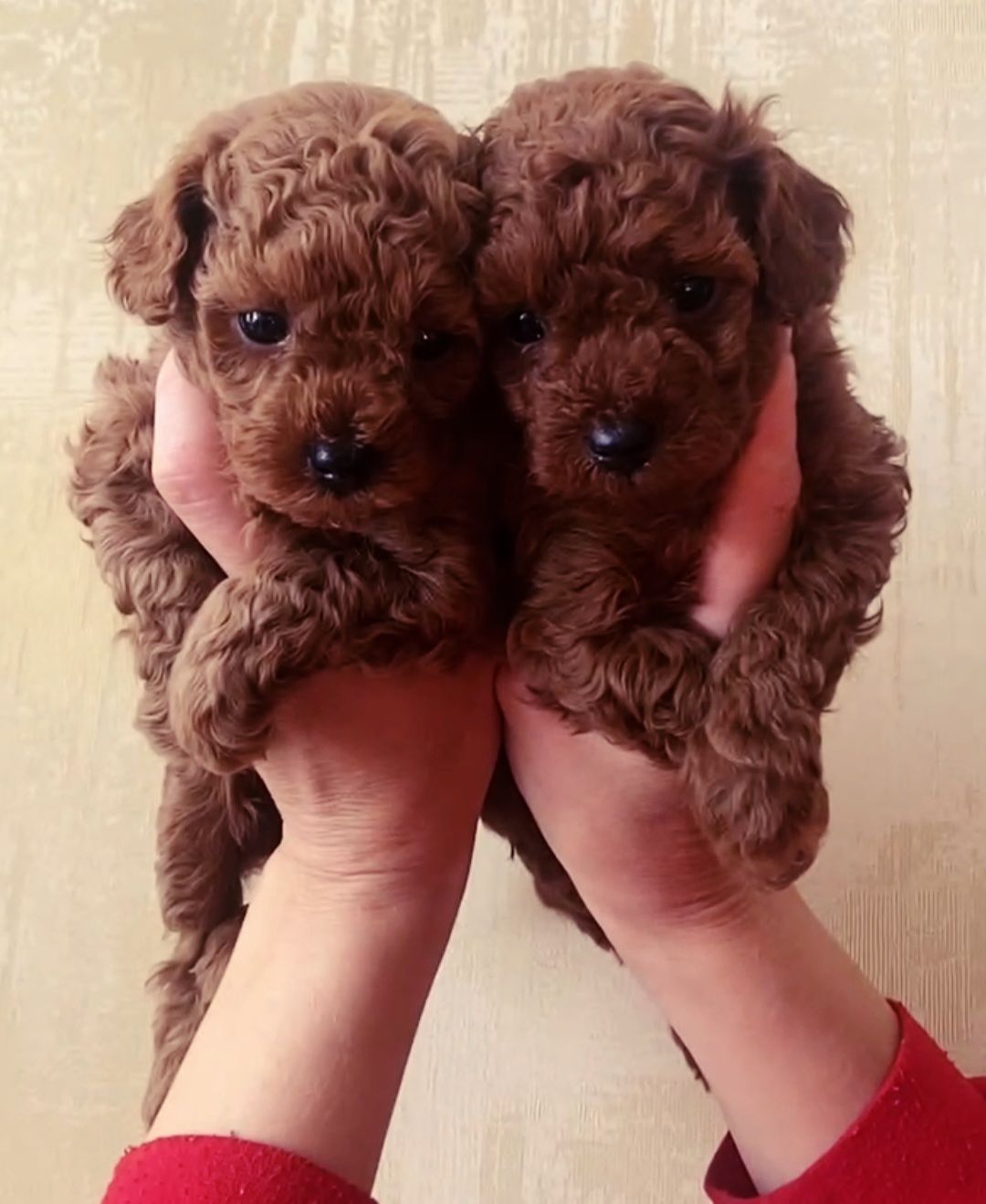 Щенки той пудель Китай