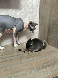 Чорний бархат хлопчик