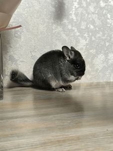Чорний бархат хлопчик