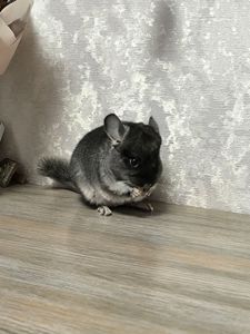 Чорний бархат хлопчик