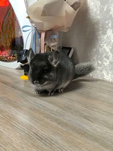 Чорний бархат хлопчик