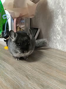 Чорний бархат хлопчик