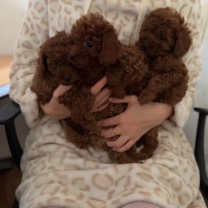 Миниатюрные мальчики той пудель тикап