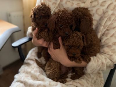 Миниатюрные мальчики той пудель тикап