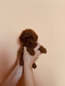 Миниатюрные мальчики той пудель тикап