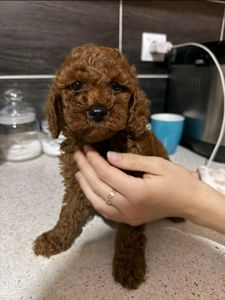 Щенки той пудель Китай