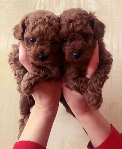 Щенки той пудель Китай