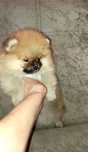 Цуценята померанського шпіца