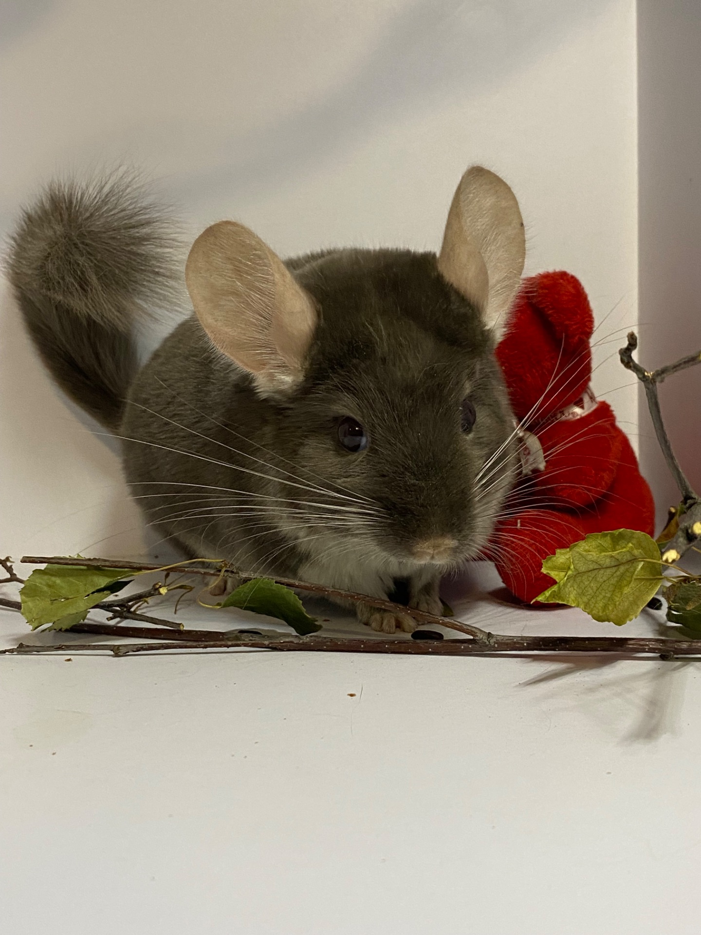 Шиншилла коричневый жемчуг мальчик