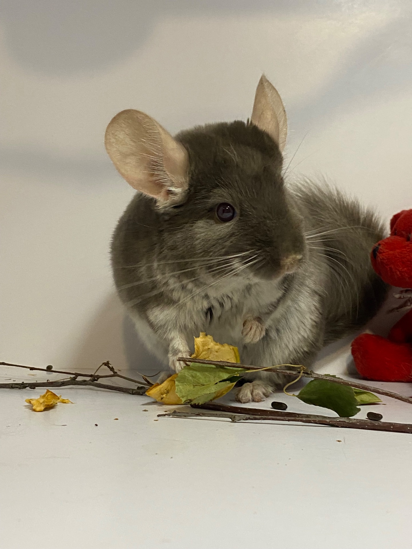 Шиншилла коричневый жемчуг мальчик