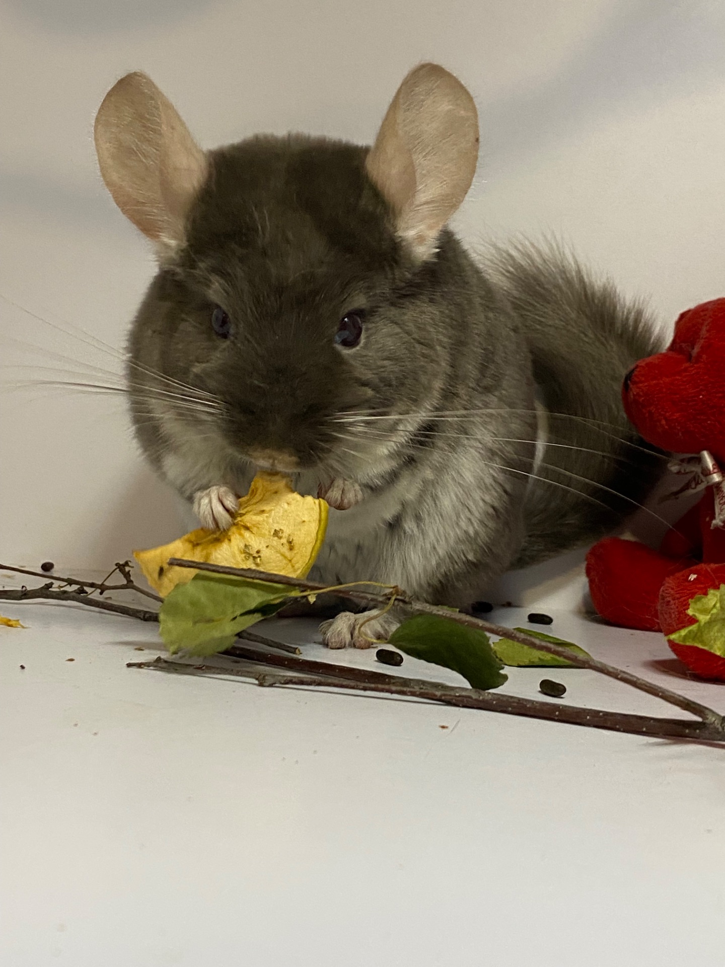 Шиншилла коричневый жемчуг мальчик