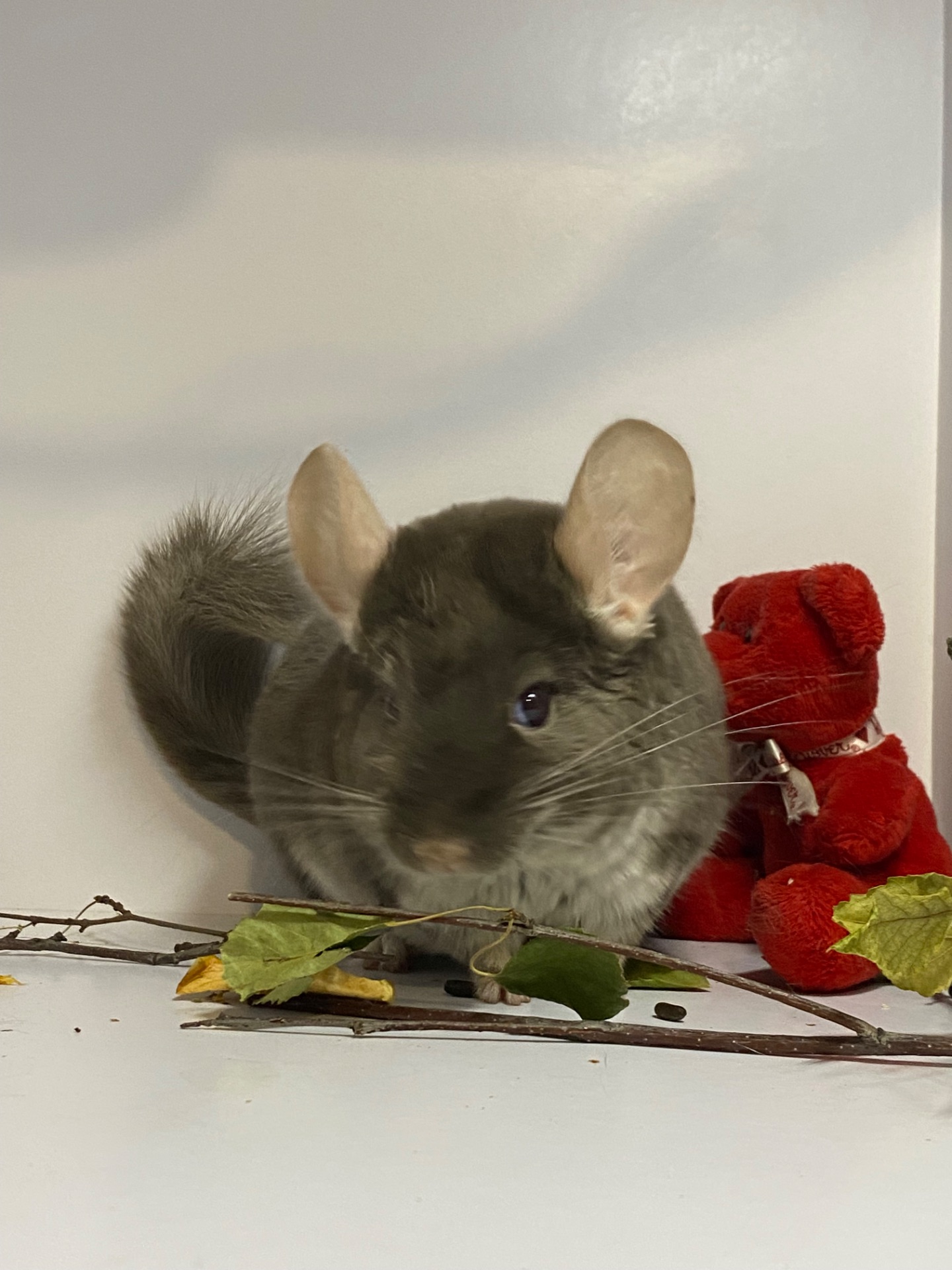 Шиншилла коричневый жемчуг мальчик