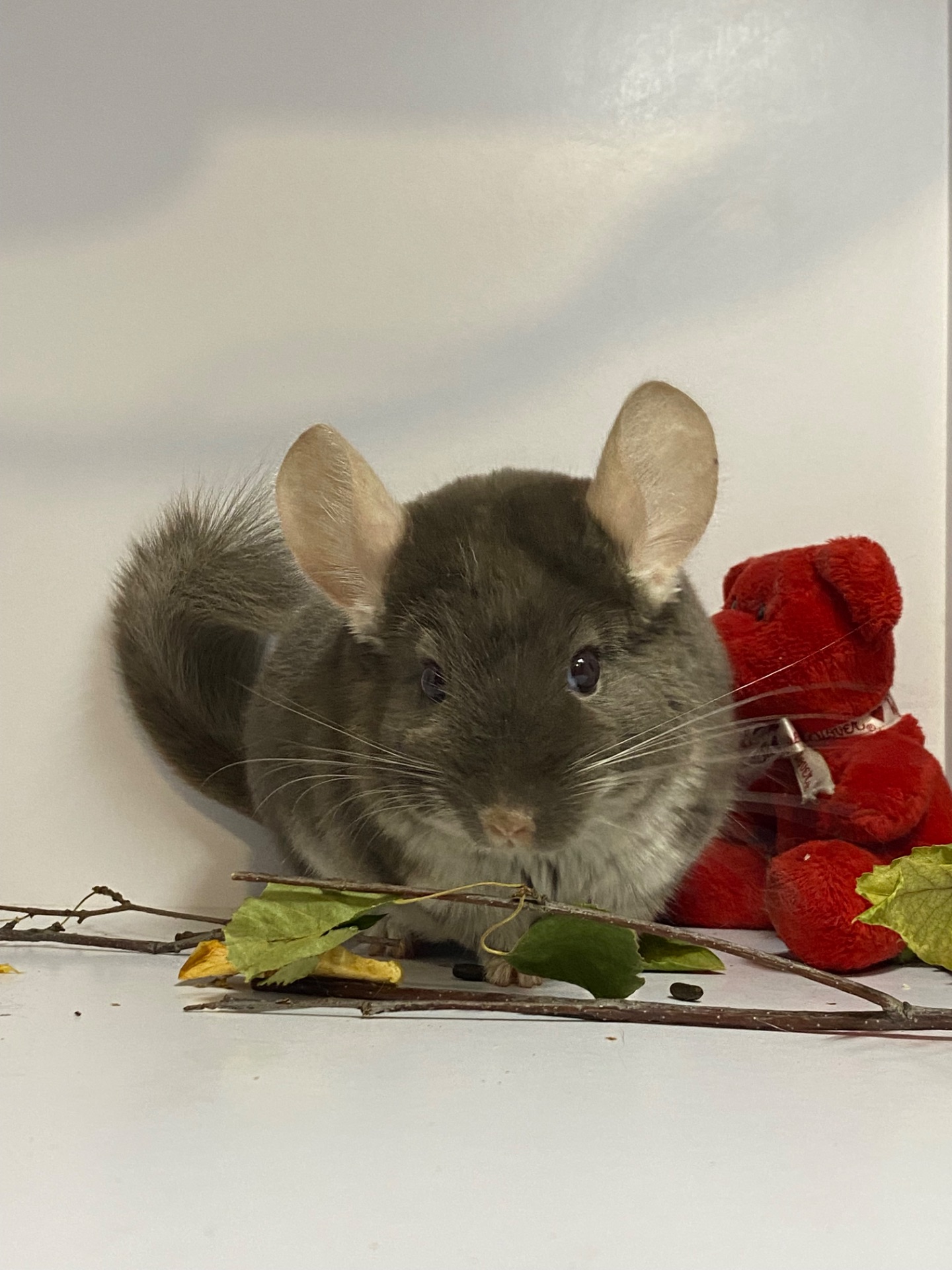 Шиншилла коричневый жемчуг мальчик