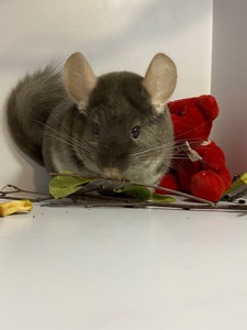 Шиншилла коричневый жемчуг мальчик