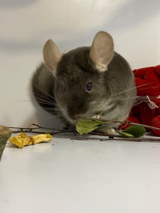 Шиншилла коричневый жемчуг мальчик