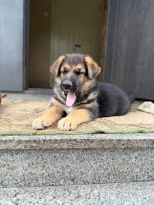 Цуценя німецької вівчарки