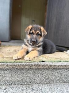 Цуценя німецької вівчарки