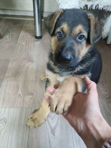 Цуценя німецької вівчарки