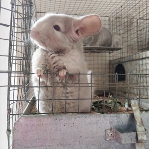 Шиншили бежевого забарвлення