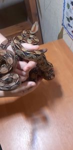 Продаю оптом 6 удавов малюків