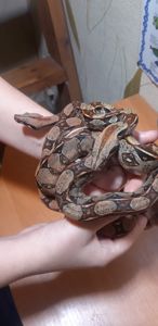 Продаю оптом 6 удавов малюків